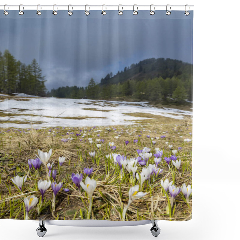 Personality  Early Spring Blooming Meadow With Crocus In Sella Di Rioda, Alps Shower Curtains