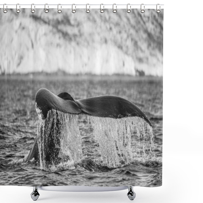 Personality  Tail Of Humpback Whale Shower Curtains