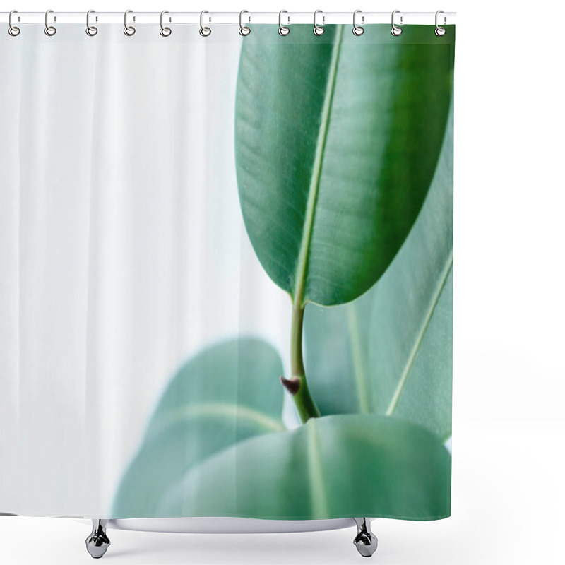 Personality  Close Up Of Ficus Elastica Plant On Light Background Shower Curtains