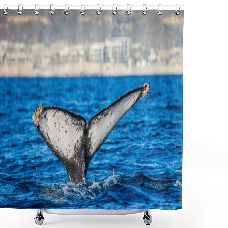 Personality  Tail Of Humpback Whale Shower Curtains