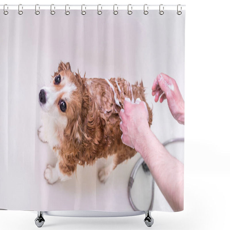 Personality  Man Lathers His Dog In The Bathroom. Concept Of Dog Care Shower Curtains