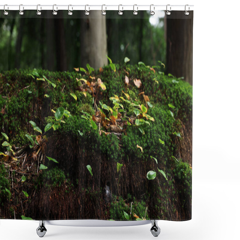 Personality  Beautiful Green Moss And Wild Plants Growing In Forest Shower Curtains