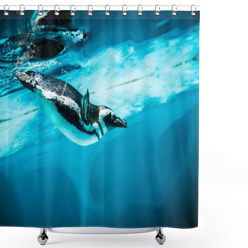 Personality  Humboldt Penguin (Spheniscus Humboldti) Shower Curtains