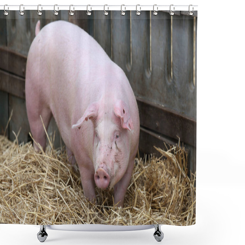 Personality  Mighty Sow Runs On Fresh Hay In The Piggery Shower Curtains