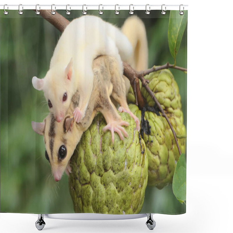 Personality  A Mother Sugar Glider Holds Her Baby To Protect Her Baby From Predators. This Marsupial Mammal Has The Scientific Name Petaurus Breviceps.  Shower Curtains