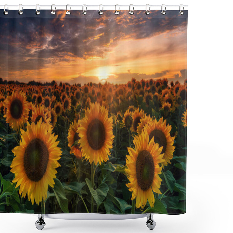 Personality  Beautiful Sunflower Field And Burning Sunset Sky. Big Sunflower Heads Illuminated By Setting Sun. Shower Curtains