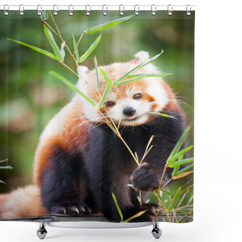 Personality  Beautiful Red Panda Or Lesser Panda, Sitting Between The Trees, Feeding From The Green Bamboo Leaves. Red Panda Bear, Ailurus Fulgens, In His Natural Habitat. Shower Curtains