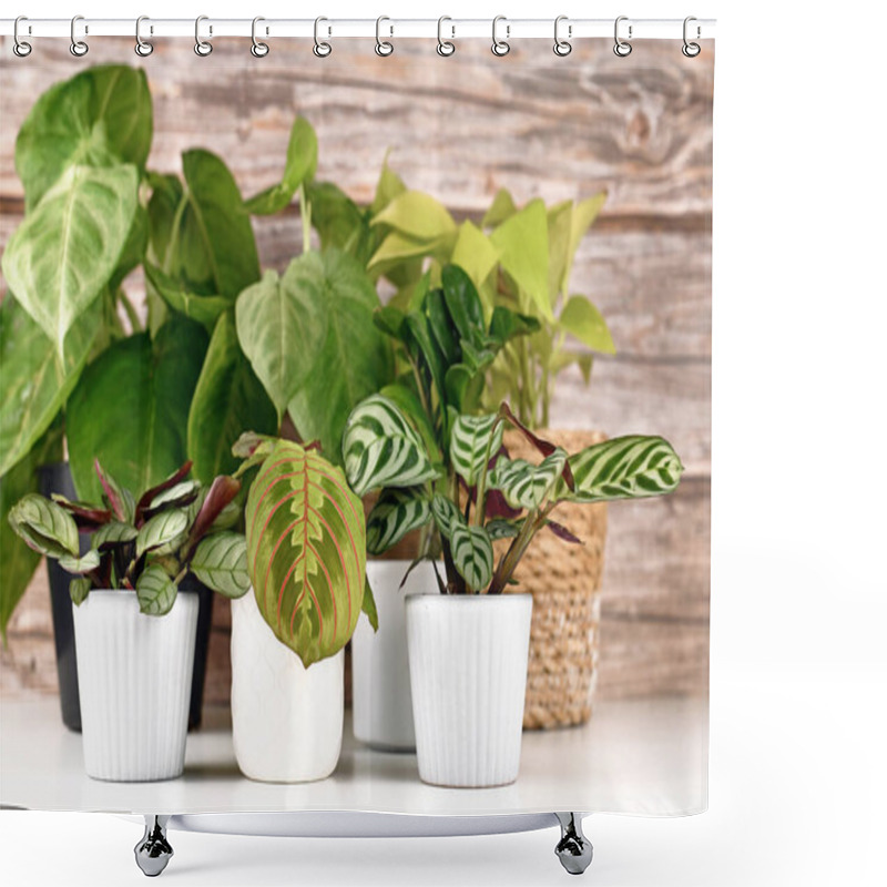 Personality  Various Small Tropical Houseplants Like Marantas And Syngonium In Pots On White Table Shower Curtains