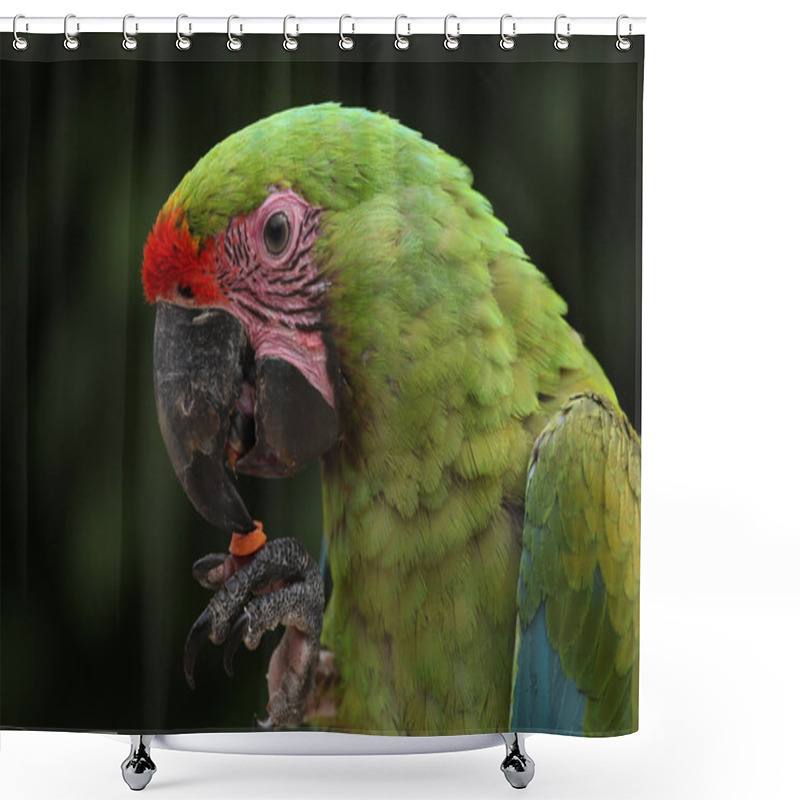 Personality  Great Green Macaw Shower Curtains