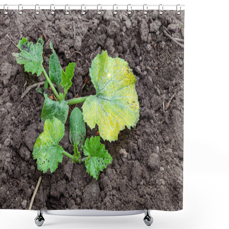 Personality  Zucchini Plant Is Sick With Chlorosis Shower Curtains