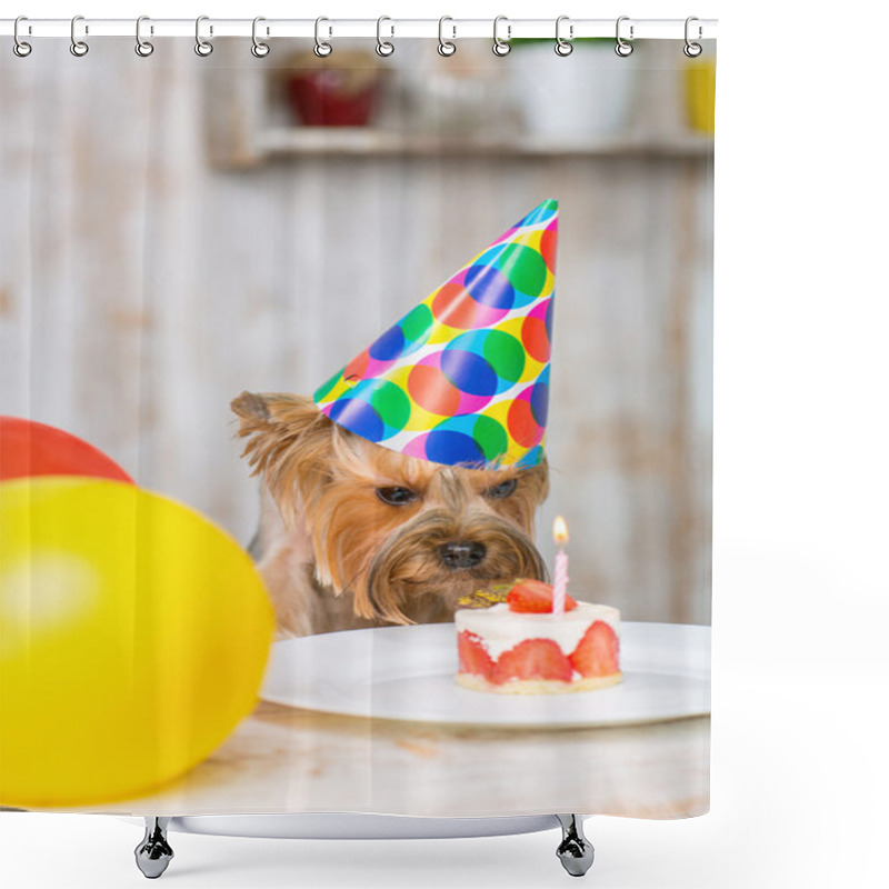 Personality  Yorkshire Terrier Sniffing At The Cake. Shower Curtains