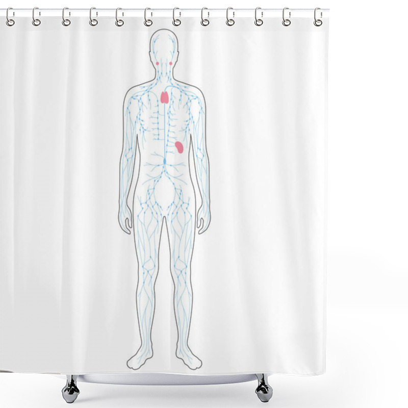 Personality  Lymphatic System Concept Shower Curtains