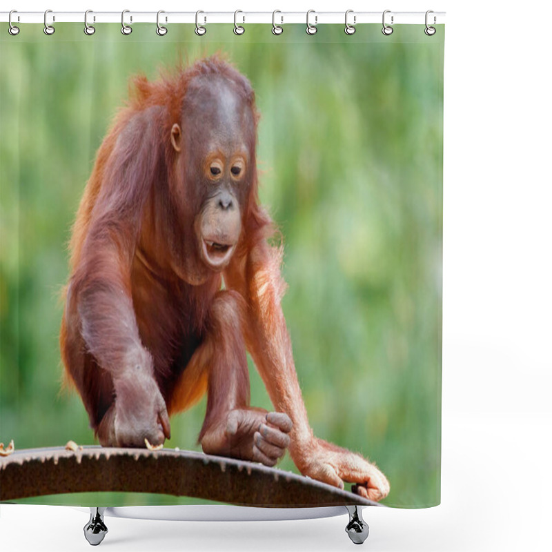 Personality  Baby Orange Hair Orangutans, Great Ape, Pongo Pygmaeus Youngster   Shower Curtains