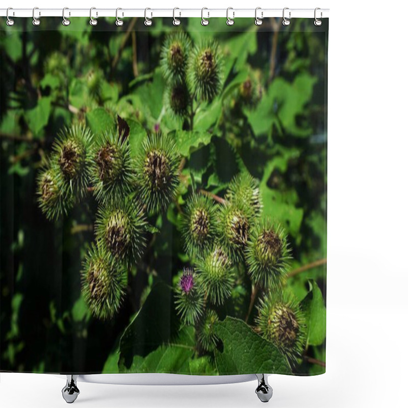 Personality  Buds Of The Great Burdock Arctium Lappa In Summer Shower Curtains