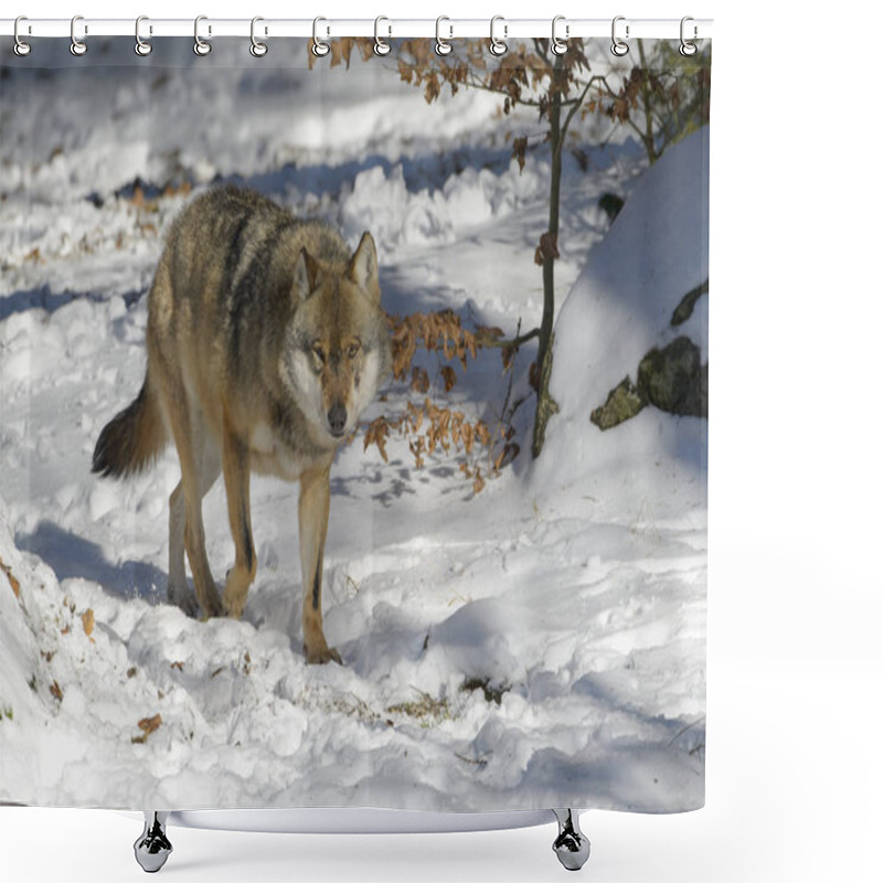 Personality  Adult Eurasian Wolf (Canis Lupus Lupus) Walking In The Forest In Snow, Germany Shower Curtains