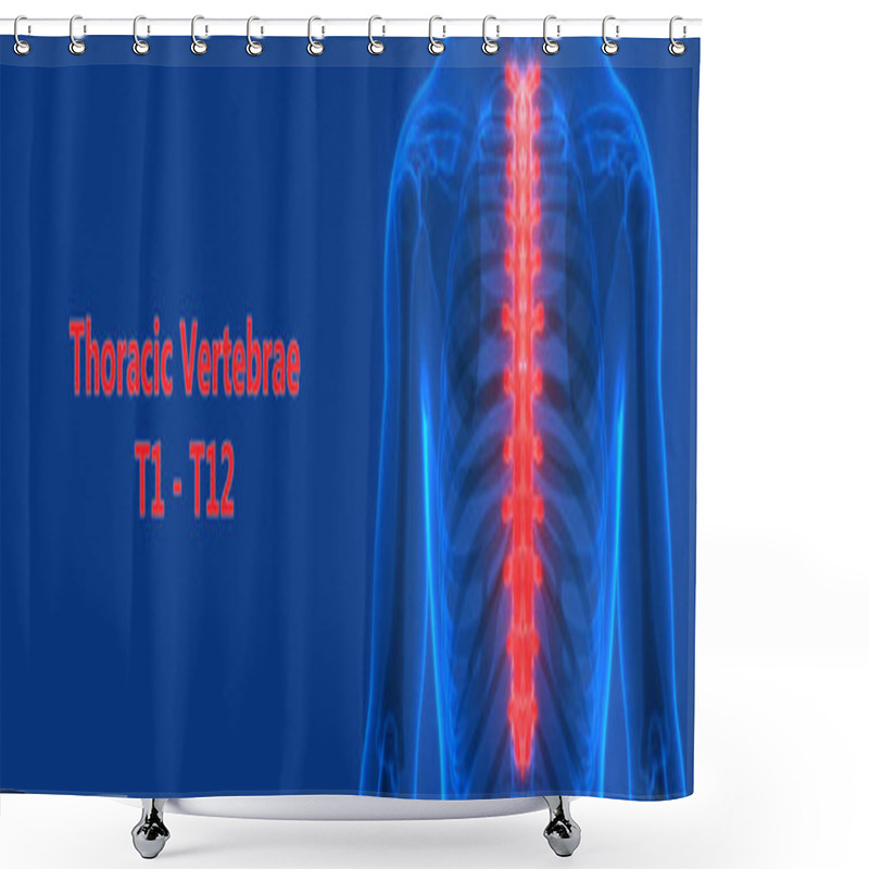 Personality  Vertebral Column Thoracic Vertebrae Of Human Skeleton System Anatomy. 3D - Illustration Shower Curtains