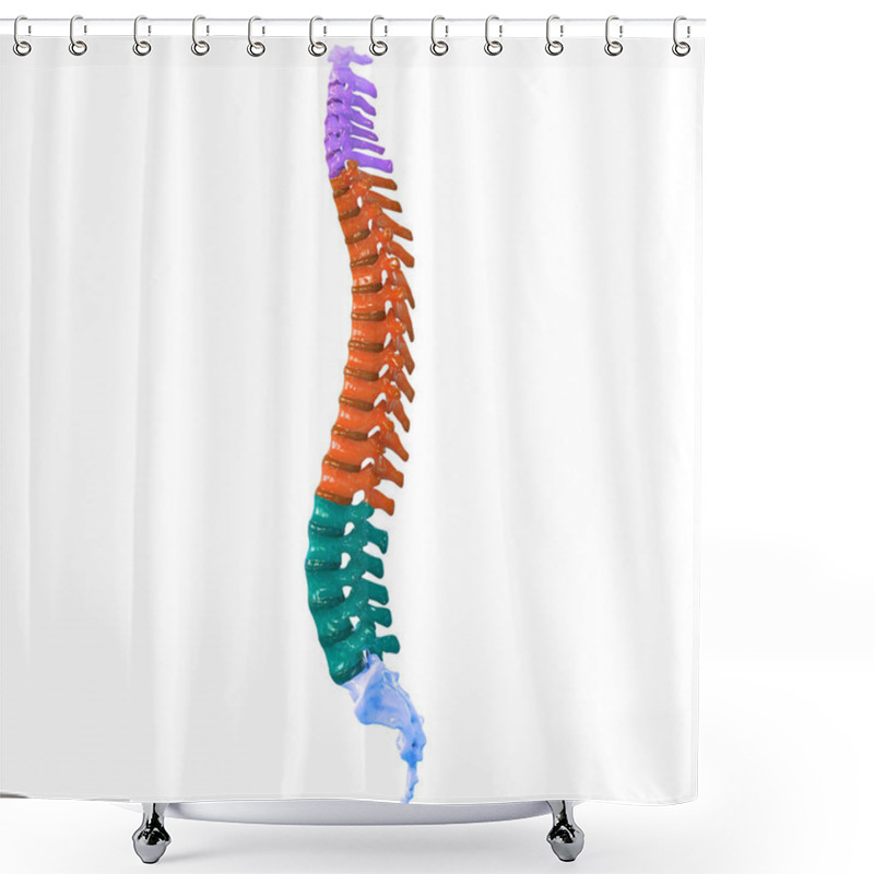 Personality  Vertebral Column Of Human Skeleton System Anatomy. 3D Shower Curtains