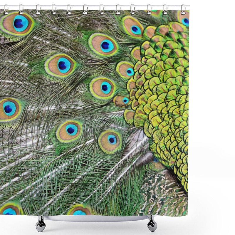 Personality  Male Green Peacock Feathers Shower Curtains