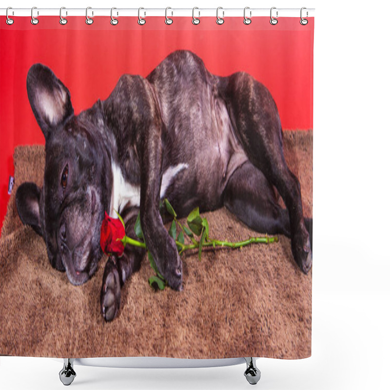 Personality  Dog Sleeping In A Brown Mat Holding A Red Rose Shower Curtains