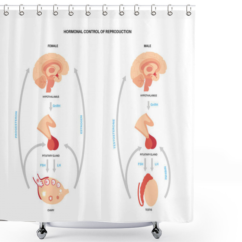 Personality  Male Female Reproductive Hormones Shower Curtains