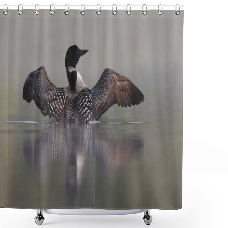 Personality  Common Loon Rising Out Of Water Shower Curtains