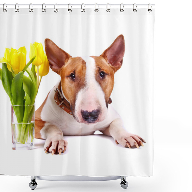 Personality  Portrait Of A Bull Terrier With Yellow Tulips. Shower Curtains