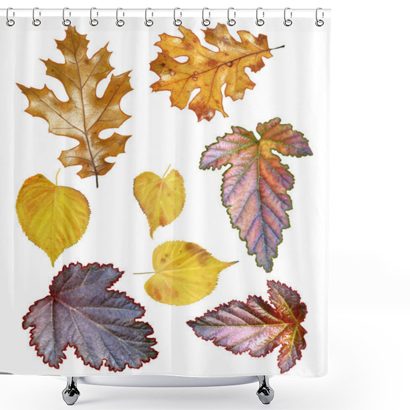 Personality  Set Of Autumn Leaves, Oak Leaves, Leaves Of Aspen Shower Curtains