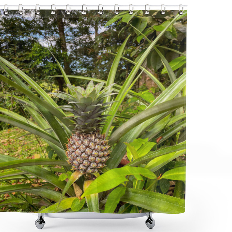 Personality  Pineapple Plant In Lush Tropical Garden Shower Curtains