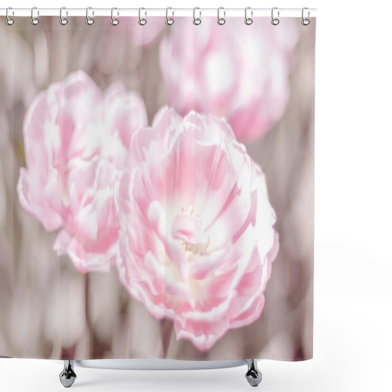 Personality  Beautiful Tulips In The Spring Garden. The Cultivation Of Bulbous Plants.  Shower Curtains