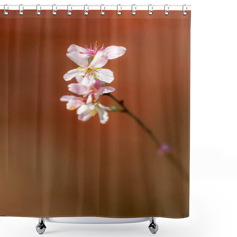 Personality  Sakura Cherry Blossoms Shower Curtains