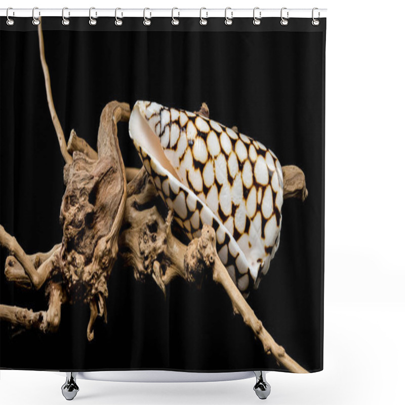 Personality  A Detailed Close-up Of A Conus Marmoreus Shell, Known For Its Marbled Black-and-white Pattern, Elegantly Perched On Driftwood Against A Black Background. Perfect For Marine And Nature Themes Shower Curtains