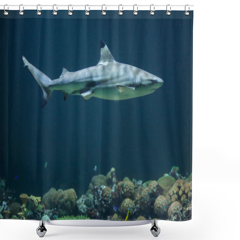 Personality  Blacktip Reef Shark  Shower Curtains