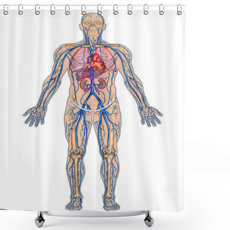 Personality  Human Bloodstream - Didactic Board Of Anatomy Of Blood System Of Human Circulation Sanguine, Cardiovascular, Vascular And Venous System Shower Curtains