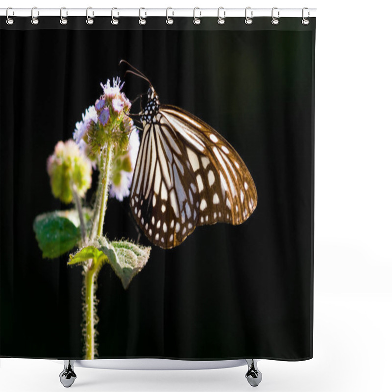 Personality  Milkweed Butterfly And Purple Flower Shower Curtains