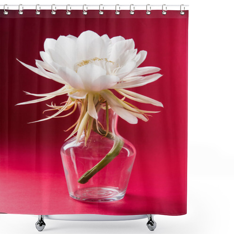 Personality  Saussurea Obvallata / Brahma Kamal Flower Or White Lotus, It Is Native To The Himalayas And Uttarakhand, India, Isolated Shower Curtains