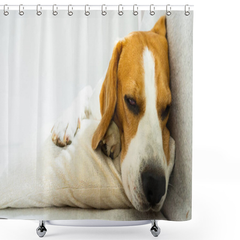 Personality  Beagle Dog Sleeping At Home On The Couch On Cushions Shower Curtains