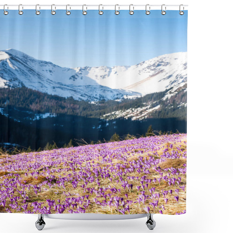 Personality  Mountains Valleys In Full Bloom With Wild Blue Violet Crocus Flowers. Shower Curtains