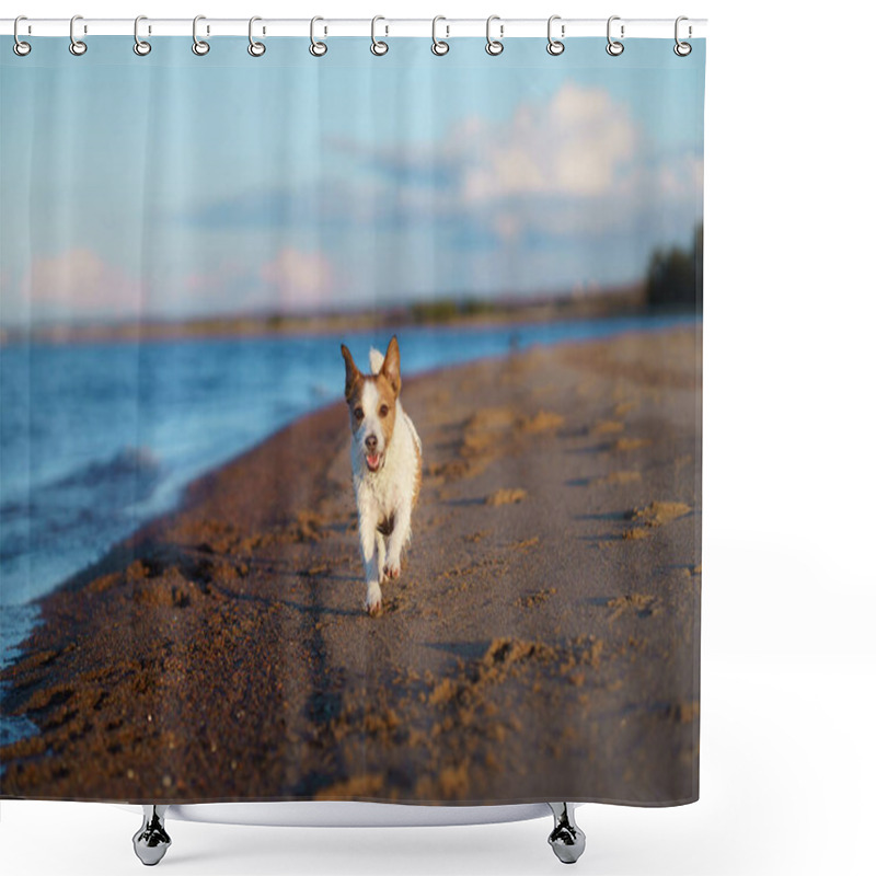 Personality  Dog On The Beach, Sunny Photo By The Water. Walking With A Pet Shower Curtains