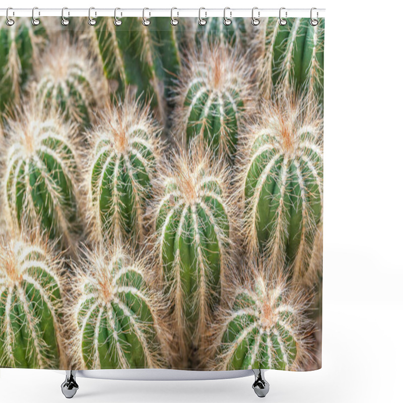 Personality  Group Of Green Fluffy Cactus, Closeup. Desert Plants Golden Barrel Cactus, Echinocactus Grusonii Plan Shower Curtains