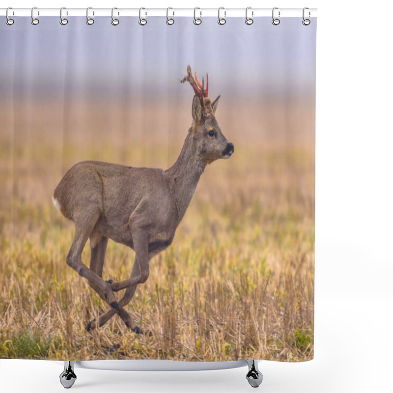 Personality  Roe Deer Running Shower Curtains