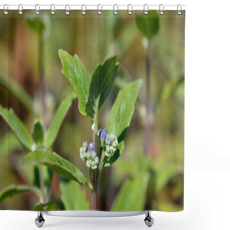 Personality  Bluebeard Flowers - Latin Name - Caryopteris X Clandonensis Shower Curtains