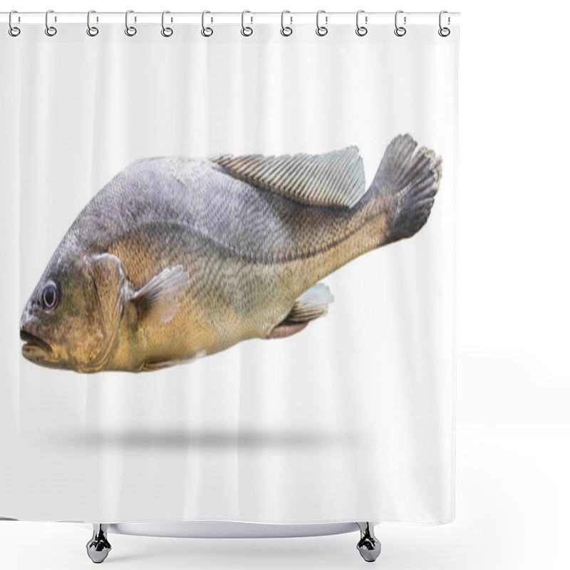 Personality  Freshwater Fish Isolated On White Background. Soldier Fish Or Bpisoesemania Microle. ( Clipping Path ) Shower Curtains