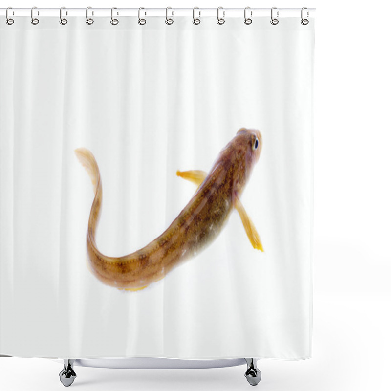 Personality  Fish Wriggles On A White Background. Very Attractive Animal In Different Poses Shower Curtains