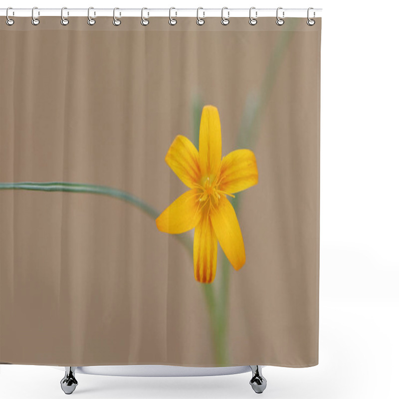 Personality  Close Up Of Wild Crocus Flavus  Shower Curtains