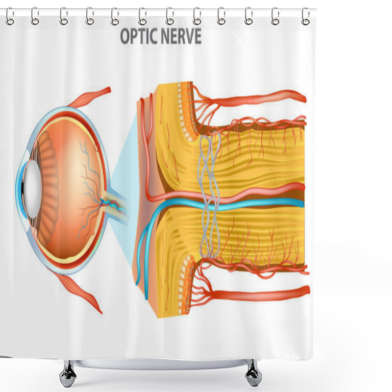 Personality  The Optic Nerve. Anatomy Of The Eye Shower Curtains