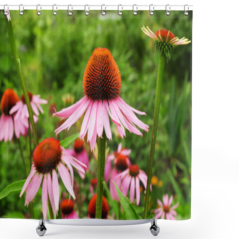 Personality  Echinacea Flowers. Echinacea Purpurea (eastern Purple Coneflower Or Purple Coneflower) Flowers In Bloom. Shower Curtains