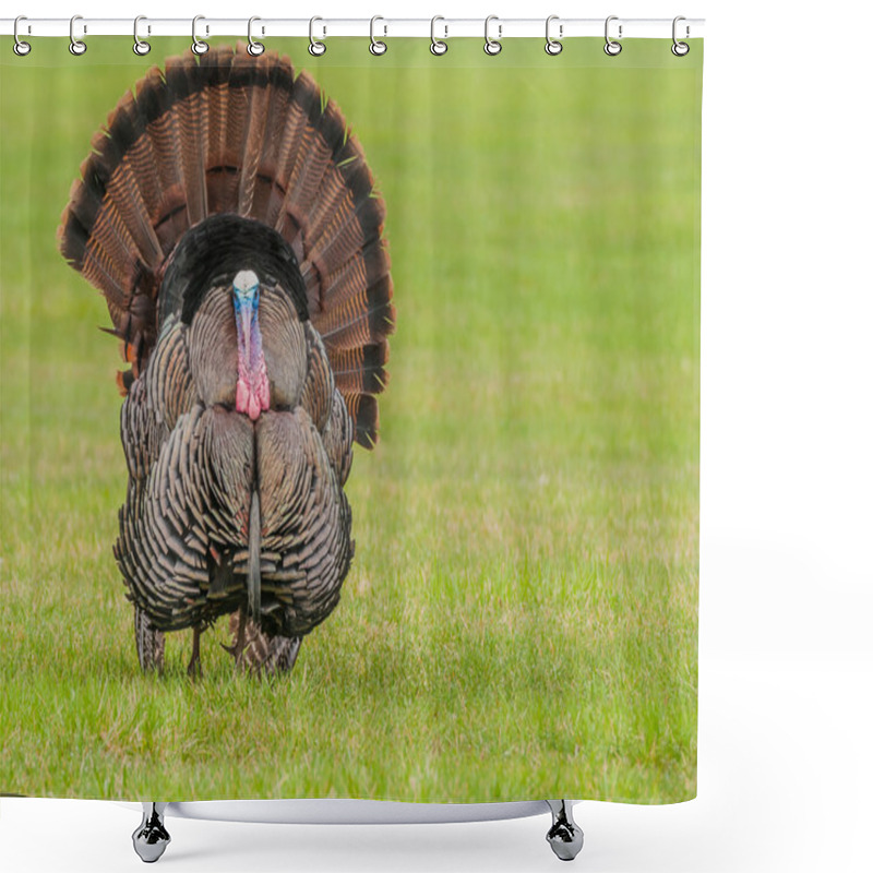 Personality  Wild Turkey  Shower Curtains