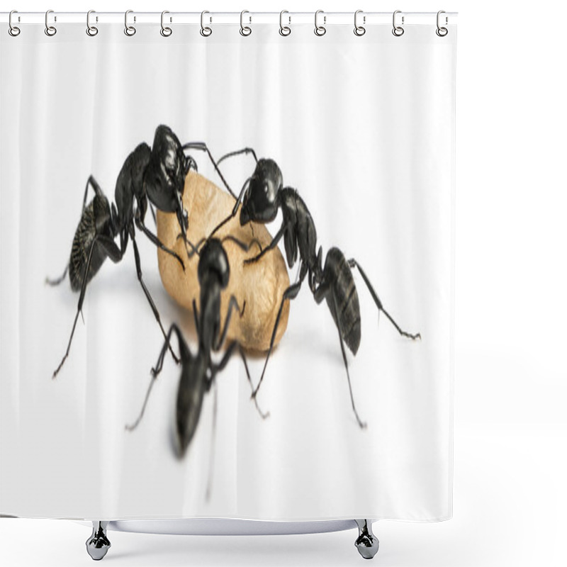 Personality  Three Carpenter Ants, Camponotus Vagus, Carrying An Egg Shower Curtains