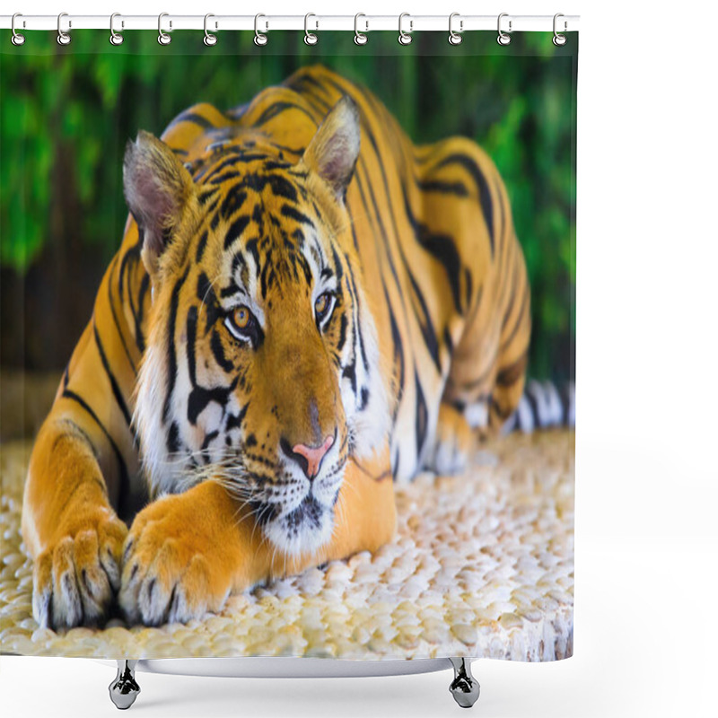 Personality  Begal Tiger Lay On Rock Shower Curtains