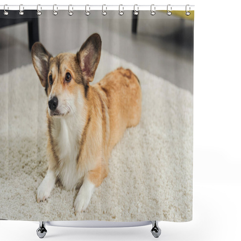 Personality  Cute Corgi Dog Lying On Carpet And Looking Away Shower Curtains